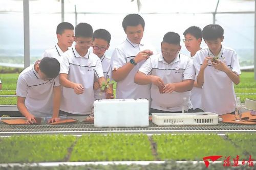 暑期研学:在行走中遇见更生动的教育 图片