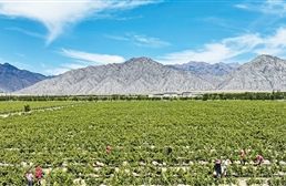 年轻酿酒师为“紫色名片”添彩
