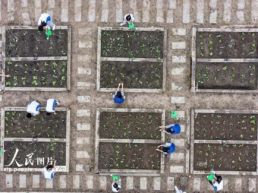 四川成都：校园“空中农田”秋种忙
