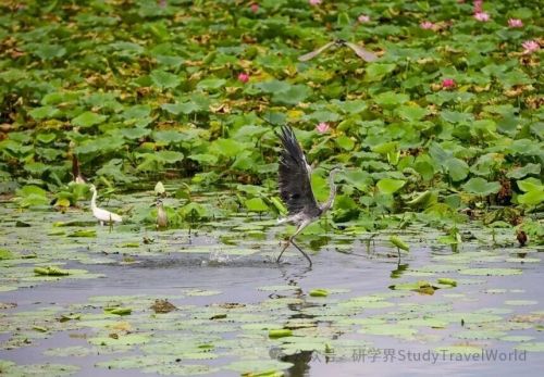 河北衡水:研学体验“动”起来 文旅融合“活”起来 苍鹭、白鹭等鸟类在衡水湖畔栖息。陈康摄
