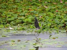 河北衡水：研学体验“动”起来 文旅融合“活”起来