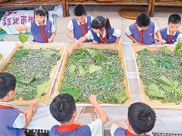 体验养蚕（侨乡新貌）