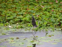 河北衡水：研学体验“动”起来 文旅融合“活”起来