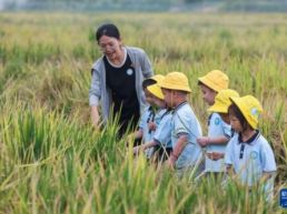 各地开展世界粮食日主题活动