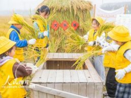 江苏宿迁：稻田里的“秋收课堂”