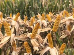 我国科学家在“世界屋脊”种玉米实现新突破