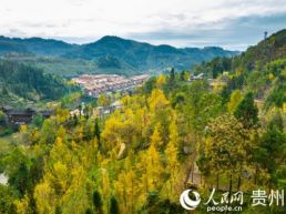 世界古银杏之乡迎来游学热