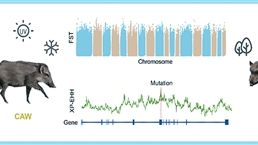 破解野猪百万年西迁的密码（科技瞭望）