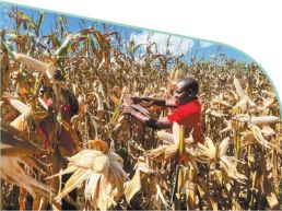 科技小院，从中国创新走向全球推广