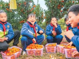 采摘蜜橘 乐享丰收