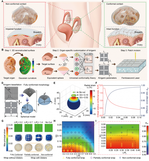 基于剪纸结构的共形理论示意图。北航供图