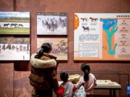 博物院里找“马”