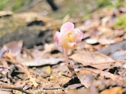 深山科考刷新武夷山兰科植物物种清单