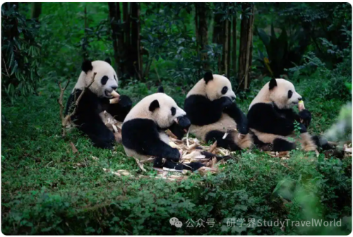 春假连放6天！成都15条精品研学线路等你解锁