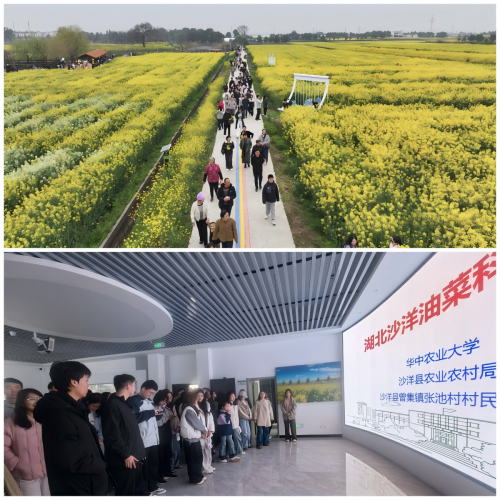 花韵・探春｜百名高校学子走进沙洋，共赴2026年湖北油菜花节研学之约