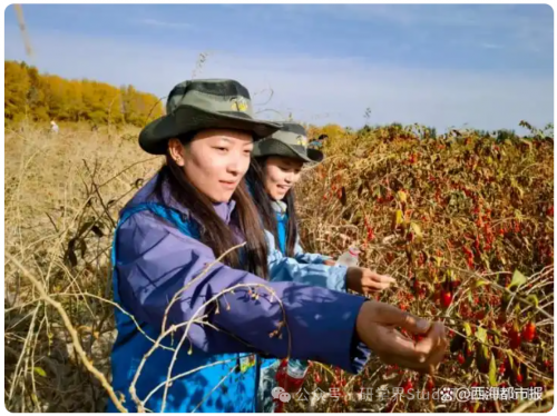 同比增长405.05%!青海累计接待研学游客突破30万人次 同比增长405.05%!青海累计接待研学游客突破30万人次