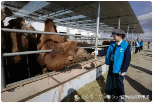 同比增长405.05%!青海累计接待研学游客突破30万人次 同比增长405.05%!青海累计接待研学游客突破30万人次