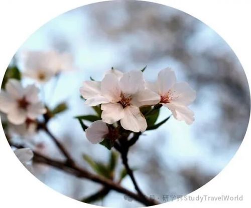 “含娃量最高”: 春假黄金周驱动研学新赛道 “含娃量最高”: 春假黄金周驱动研学新赛道