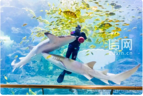 青岛推出十条特色研学线路 邀学子逐梦深蓝探知山海 青岛推出十条特色研学线路 邀学子逐梦深蓝探知山海