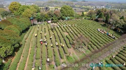 研学游市场“降温”了？3个月接待各类研学团队72批次！