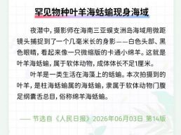 每日一闻丨罕见物种叶羊海蛞蝓现身海域