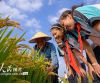 江苏海安：爱粮节粮教育进稻田